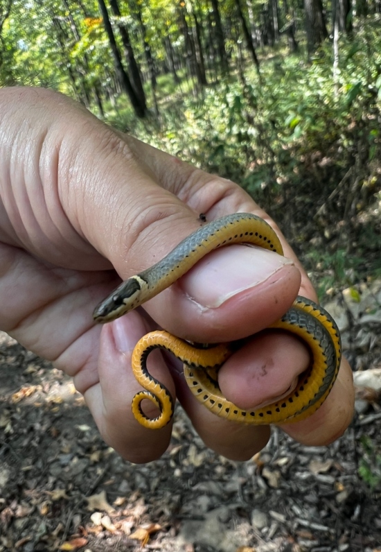 Northern Ringneck Snake